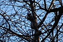Torino 06_03_2011 - Scoiattolo_24